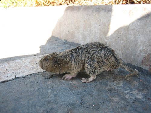 image of Pocket Gopher in Driveway